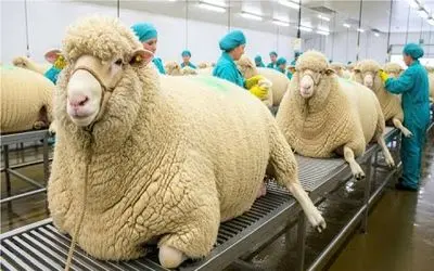 فرآوری گوسفند؛ صدای بع‌بع خاموش می‌شه وقتی پای سود گوشت وسط باشه