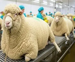 فرآوری گوسفند؛ صدای بع‌بع خاموش می‌شه وقتی پای سود گوشت وسط باشه