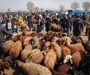 (جدول) قیمت دام زنده ۱۰ آبان ۱۴۰۳ / جهش نرخ گوسفند زنده در یک استان 