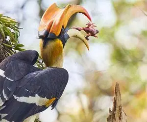 مستند حیات وحش؛ پرنده غیرتی که جفتش رو تو لونه حبس میکنه