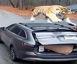 معماری طبیعت؛ ببر شود سبب خیر اگر خدا خواهد