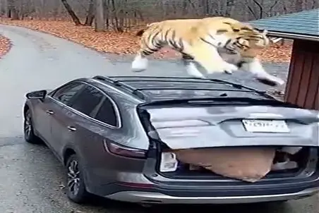 معماری طبیعت؛ ببر شود سبب خیر اگر خدا خواهد