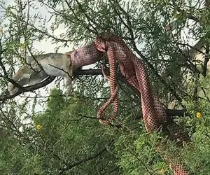 بدایع حیات وحش؛ شیر شرور از دست پلنگ فرار کرد رو درخت خوراک پیتون غول پیکر شد