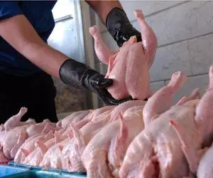 قیمت مرغ ۶ رقمی شد!