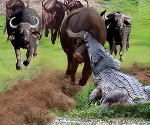 از بدایع حیات وحش؛ کروکودیل خرخره بوفالو رو پاره کرد تا بچشو از دهن گاومیش بکشه بیرون