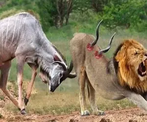 بدایع حیات وحش؛ گوزن سفاک برای انتقام از شیر بدسگال که دنبالش بود اخته ش کرد