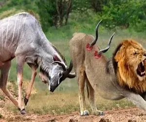 بدایع حیات وحش؛ گوزن سفاک برای انتقام از شیر بدسگال که دنبالش بود اخته ش کرد