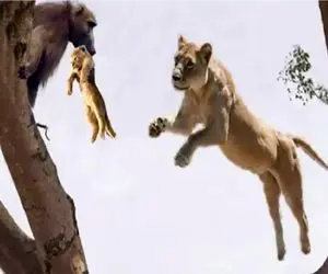 مستند حیات وحش؛ بابون برای تامین غذا توله شیر را می قاپد