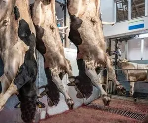 فرآوری گاو؛ گاو های تنومند رو آویزون کردن و قلفتی پوست شون رو میکنن تا یکراست چرخ بشن