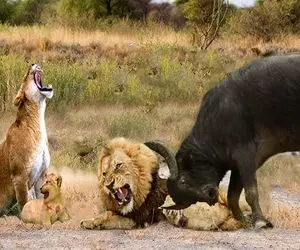 نارام زیان؛ شیر شریر توله گاومیش و میدزده رئیس بوفالوهای دده با شرحه اش میکنه