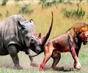 مستند حیات وحش؛ شیر که رو مخ باشه کرگدن شاخشو خونی میکنه