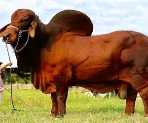 حیوانات غول جثه؛ 10 تا از سنگین ترین گاوهای دنیا که همگی بالای 1000 کیلو هستن