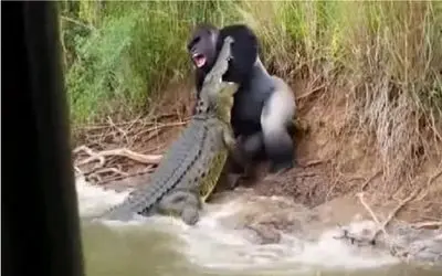 جذابیت حیات وحش؛ گوریل خر زور دست میندازه دهن تمساح جر میده