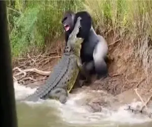 جذابیت حیات وحش؛ گوریل خر زور دست میندازه دهن تمساح جر میده