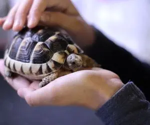 مستند | برخورد با یک لاک پشت اسنپر پیر + ویدیو