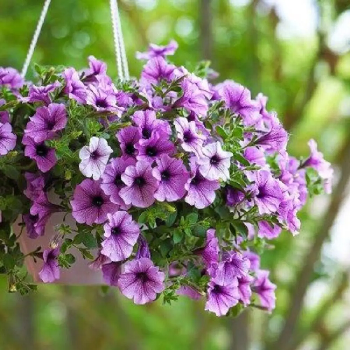 بالی2