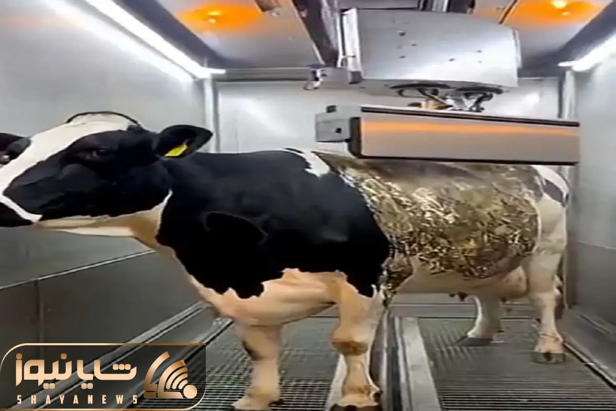 دامپروری نوین؛ با آب فشار قوی لایه های چرکی ضخیم چند ساله رو از گاو شستن انقد جذاب شد