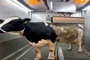 دامپروری نوین؛ با آب فشار قوی لایه های چرکی ضخیم چند ساله رو از گاو شستن انقد جذاب شد