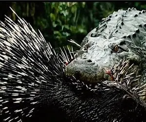 حیات وحش؛ شرحه شدن تمساح ددمنش بدست جوجه تیغی مدافع