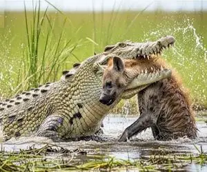 قلمرو وحش؛ سگ وحشی در حال حرکت گرفتار دندان‌های نیش تمساح شده است