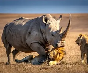 شاهکار حیات وحش / کرگدن خجول با یه آپ دولیو چاگی تکواندو شیر رو ضربه فنی کرد