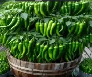 کشاورزی نوین؛ جیگر فلفل ها رو درآوورد دارز به دراز رو خاک گذاشت بار دادن چند ده کیلو