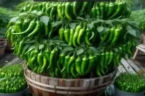 کشاورزی نوین؛ جیگر فلفل ها رو درآوورد دارز به دراز رو خاک گذاشت بار دادن چند ده کیلو