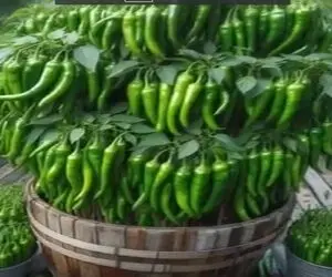 کشاورزی نوین؛ جیگر فلفل ها رو درآوورد دارز به دراز رو خاک گذاشت بار دادن چند ده کیلو