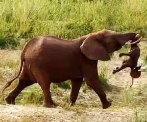 مستند حیات وحش؛ فیل مادر با حمل کردن بچه مرده‌اش سوگواری کرد