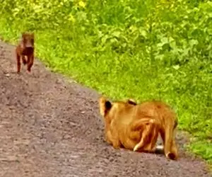 مستند حیات وحش؛ گراز فلفلی که با یه حرکت کات دار از دهن شیر فرار کرد