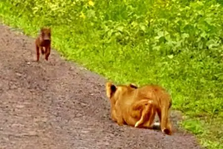 مستند حیات وحش؛ گراز فلفلی که با یه حرکت کات دار از دهن شیر فرار کرد