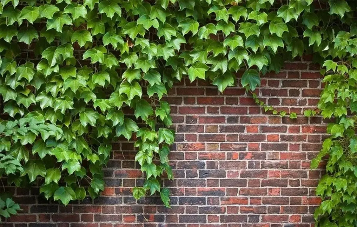 684
