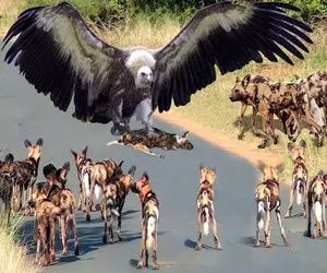 شاهکار حیات وحش؛ عقاب مانع خوردن سگ وحشی توسط همنوعانش میشود و جراحت برمیدارد