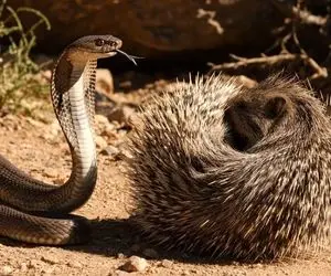 مستند حیات وحش؛ ملاقات تلخ و دردناک مار با جوجه تیغی