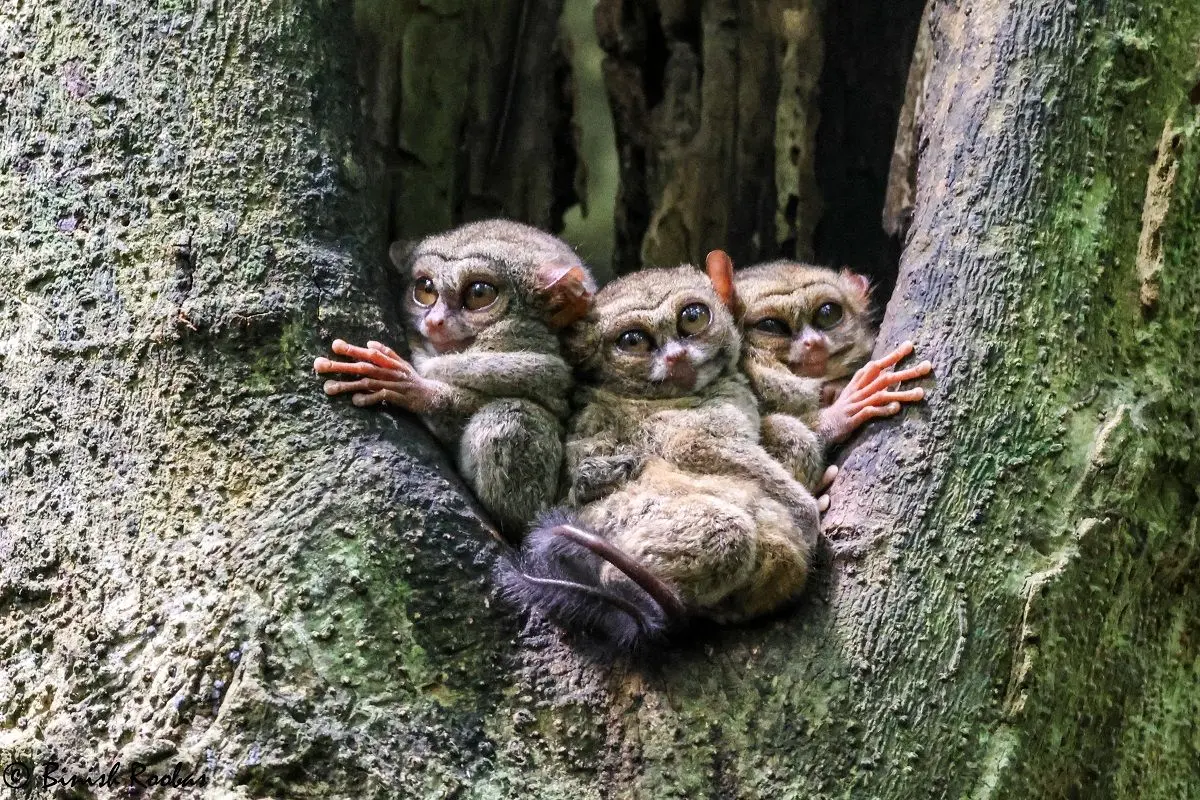 Spectral_tarsier_babies