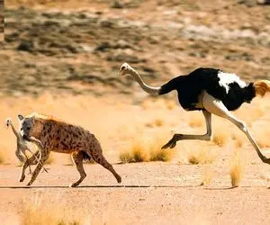 بدایع حیات وحش؛ پلنگ بدسگال و شترمرغ مسابقه دو گذاشتن تا جوجه ها مثله نشن