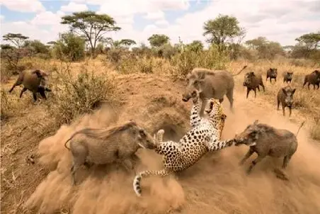 مستند حیات وحش؛ اشتباه جبران ناپذیر پلنگ با انتخاب گراز به عنوان طعمه