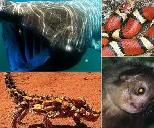 جذابیت‌های حیات وحش؛ 54 گونه از خطرناک ترین و وحشی ترین حیواناتی که وجود دارند