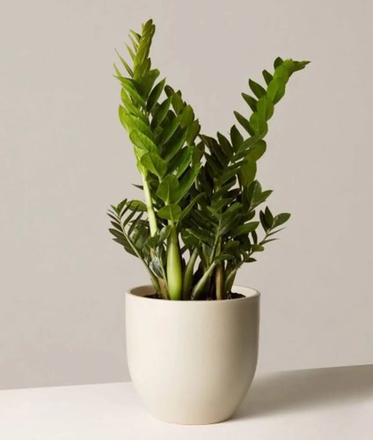 The-Most-Popular-ZZ-Plant-Varieties-e1600090897264-869x1024-1-424x500