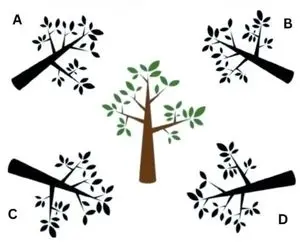 بازی فکری؛ سایه صحیح درخت را پیدا کن و قهرمان تجسم شو