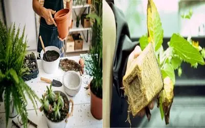 از کجا بفهمیم جای گل تنگ شده و باید اورژانسی جایگاهش رو گشاد کنیم؟