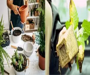 از کجا بفهمیم جای گل تنگ شده و باید اورژانسی جایگاهش رو گشاد کنیم؟