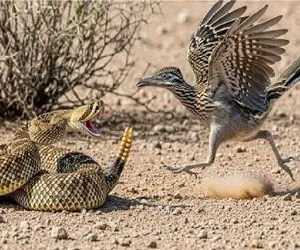 حیات وحش مصنوعی؛ رودرانر با پای چست و چابکش قاتل مار میشه