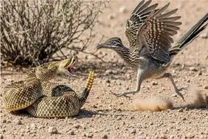 حیات وحش مصنوعی؛ رودرانر با پای چست و چابکش قاتل مار میشه