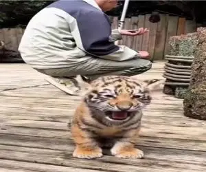 زیبایی های حیات وحش؛ توله ببر یجور حمله میکنه و میغره خندت میگیره / فک میکنه غوله