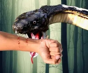 دهشتناک حیات وحش؛ مارهای فوق سمی که وقتی نیش میزنن دست آدم اندازه ران گاو ورم میکنه