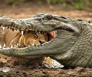 مستند حیات وحش؛ کروکودیل سر شیر پرس کرد