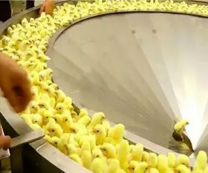 فرآوری مرغ؛ میلیون ها جوجه حنایی قلمبه میشن برای کباب سرمایه