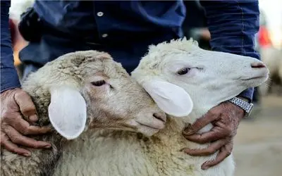 قیمت دام زنده امروز 3 آبان 1404 + جدول