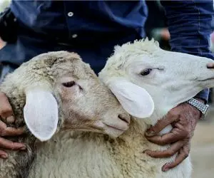 قیمت دام زنده امروز 3 آبان 1404 + جدول